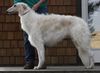 Profile picture of the animal