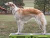 Profile picture of the animal
