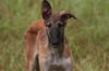 Profile picture of the animal