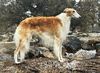 Profile picture of the animal