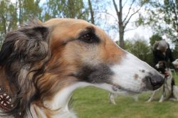 Profile picture of the animal