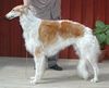 Profile picture of the animal