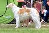 Profile picture of the animal