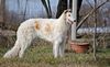Profile picture of the animal