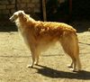 Profile picture of the animal