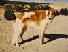 Profile picture of the animal