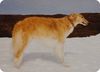 Profile picture of the animal