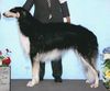 Profile picture of the animal