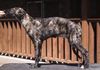 Profile picture of the animal