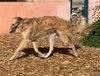 Profile picture of the animal