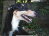 Profile picture of the animal