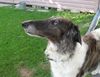 Profile picture of the animal
