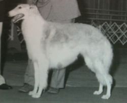 Profile picture of the animal