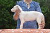 Profile picture of the animal