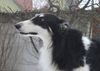 Profile picture of the animal