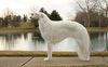 Profile picture of the animal