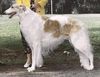 Profile picture of the animal