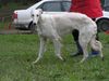 Profile picture of the animal