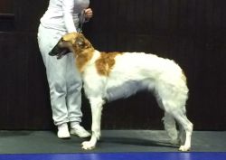 Profile picture of the animal