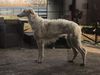 Profile picture of the animal