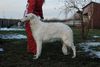 Profile picture of the animal
