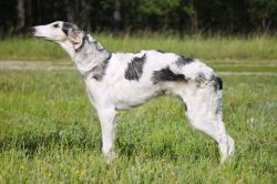 Profile picture of the animal