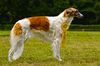 Profile picture of the animal