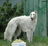 Profile picture of the animal