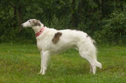 Profile picture of the animal