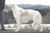 Profile picture of the animal
