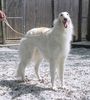 Profile picture of the animal
