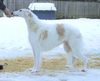 Profile picture of the animal