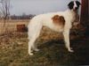 Profile picture of the animal