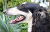 Profile picture of the animal