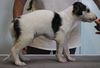 Profile picture of the animal