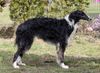 Profile picture of the animal