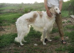 Profile picture of the animal