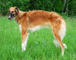 Profile picture of the animal