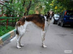 Profile picture of the animal