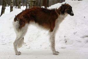 Profile picture of the animal