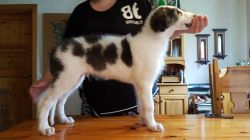Profile picture of the animal