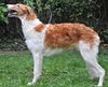 Profile picture of the animal