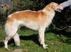 Profile picture of the animal