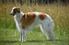 Profile picture of the animal