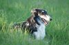 Profile picture of the animal
