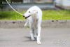 Profile picture of the animal