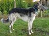 Profile picture of the animal