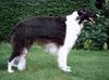 Profile picture of the animal