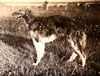 Profile picture of the animal