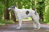 Profile picture of the animal